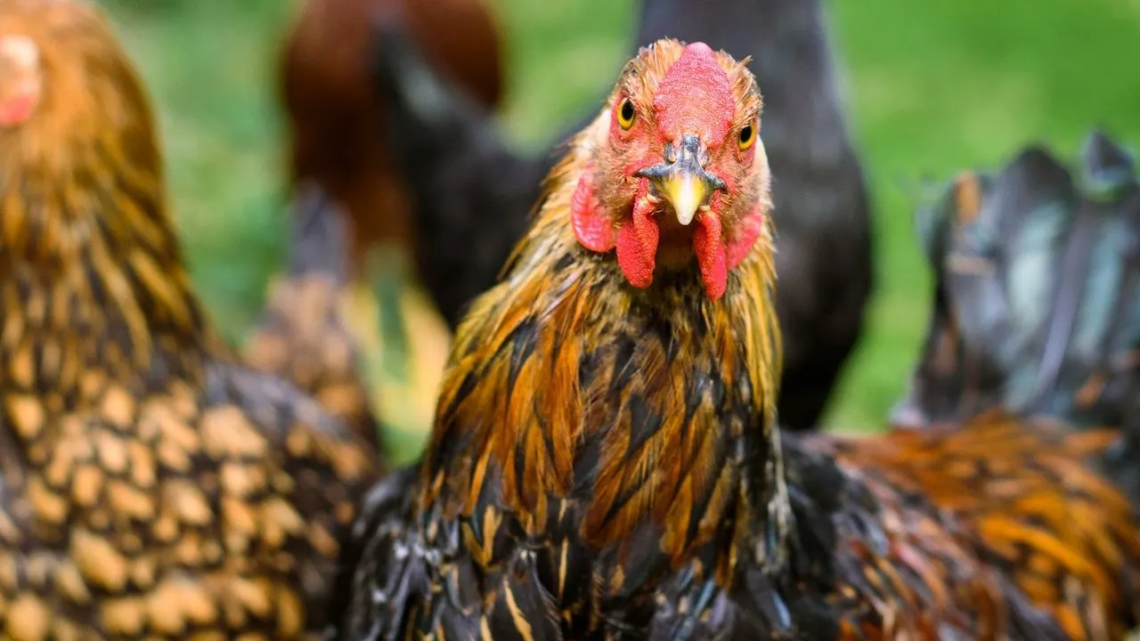 vogelgriep
