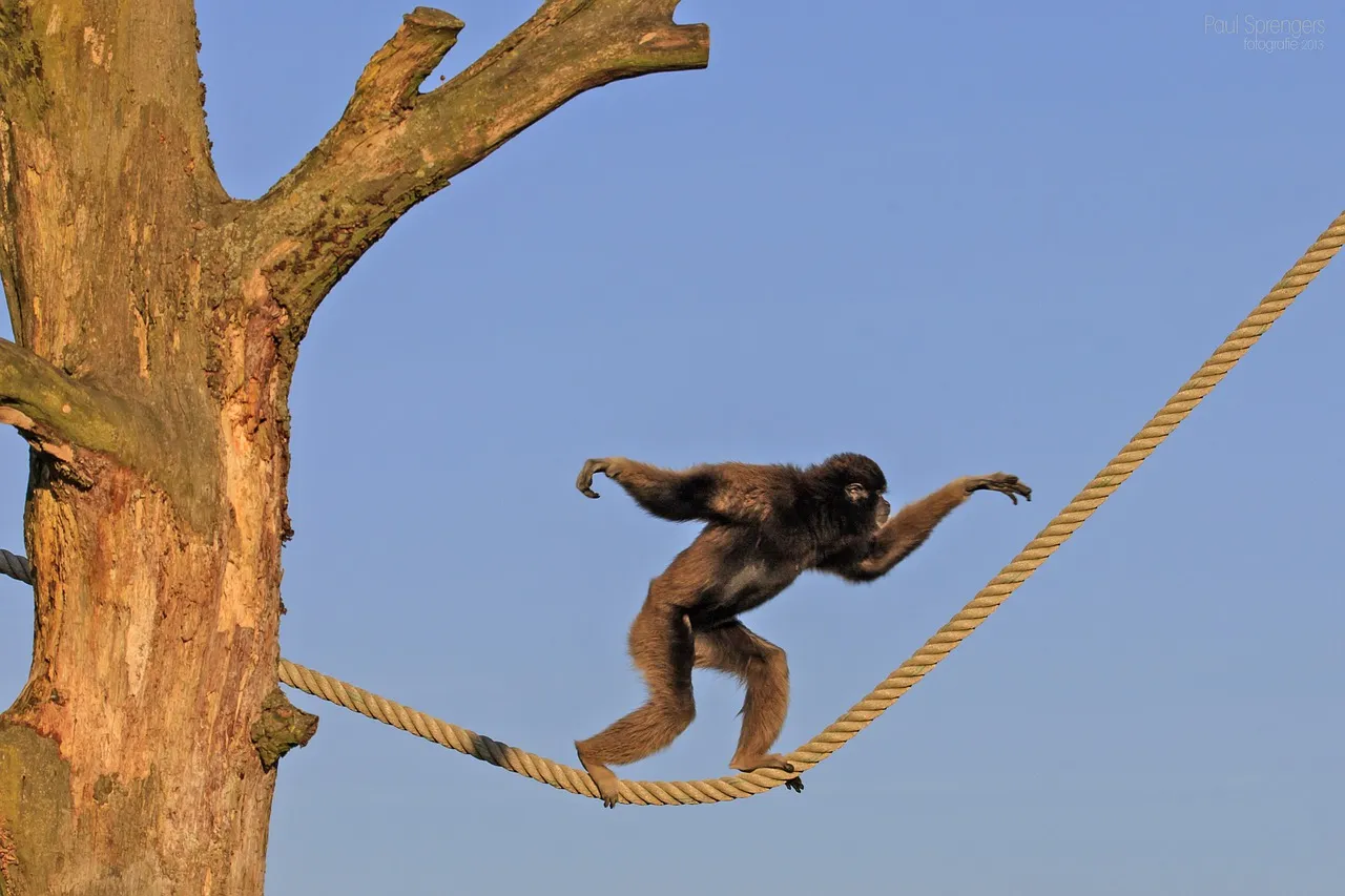 berber monkey 226884 1280