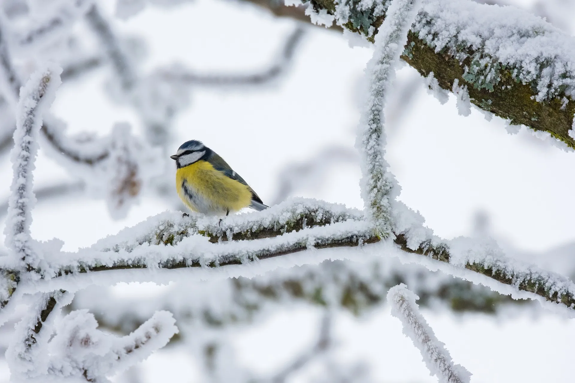 bird g47b9266b3 1920
