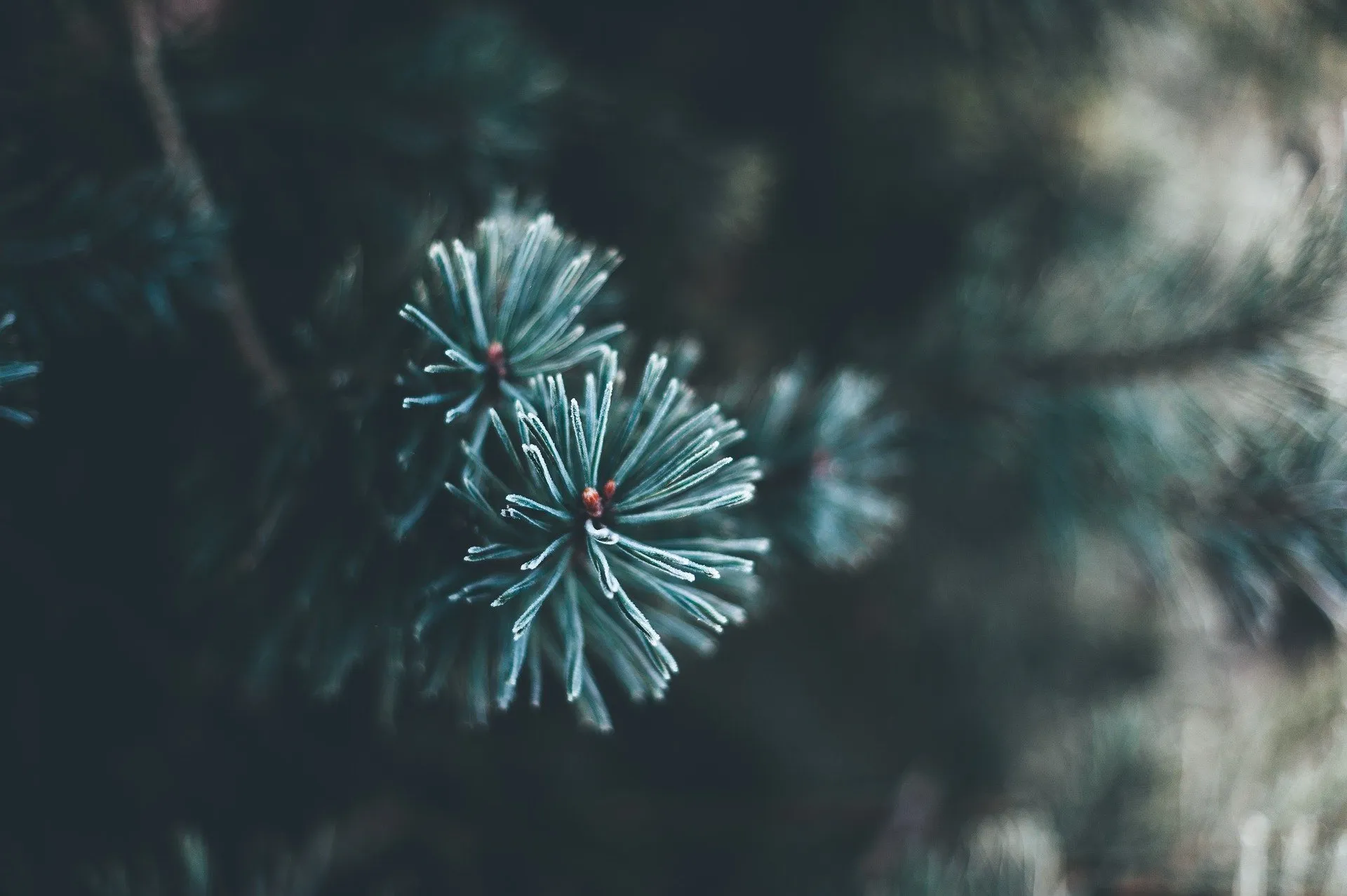 christmas tree gdc57ac6e0 1920