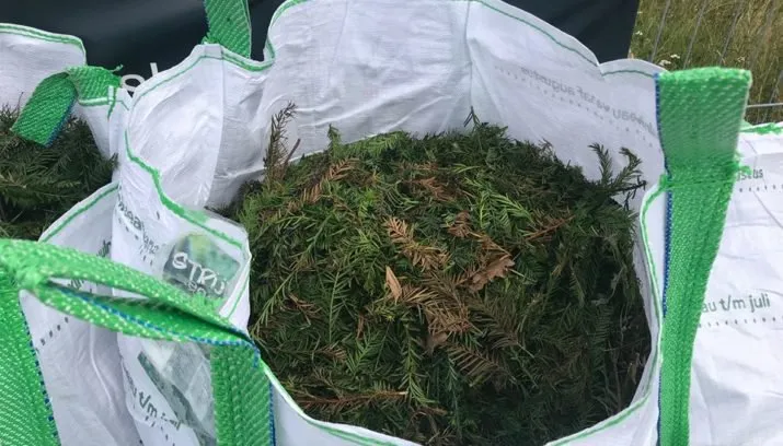 taxus inzamelen 715x408