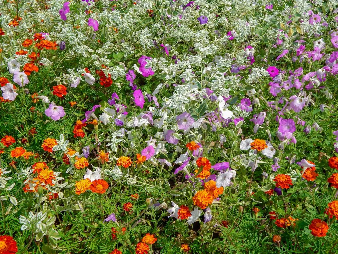 bloeiende bloemen