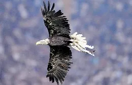 olimpia20aquila