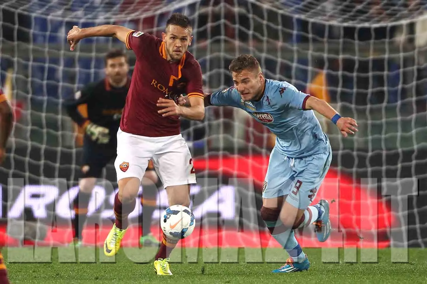toloi immobile