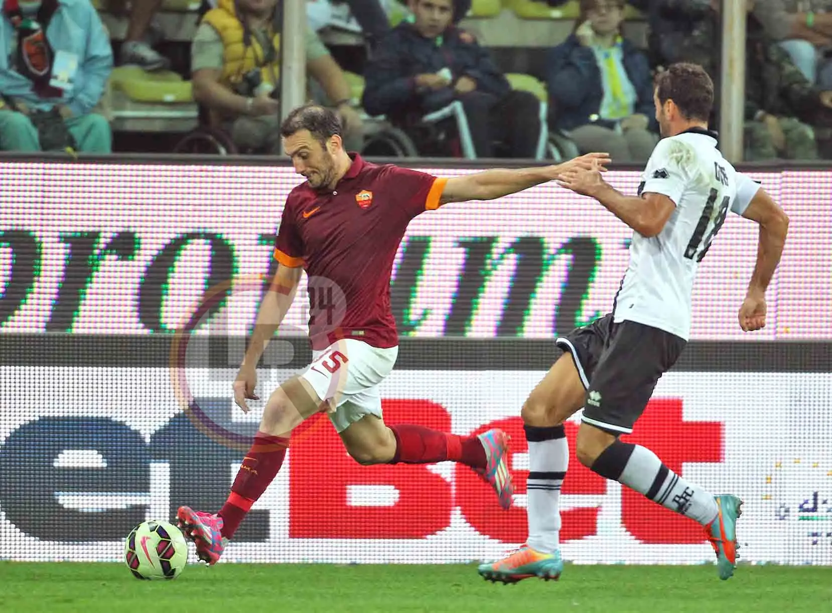 torosidis parma