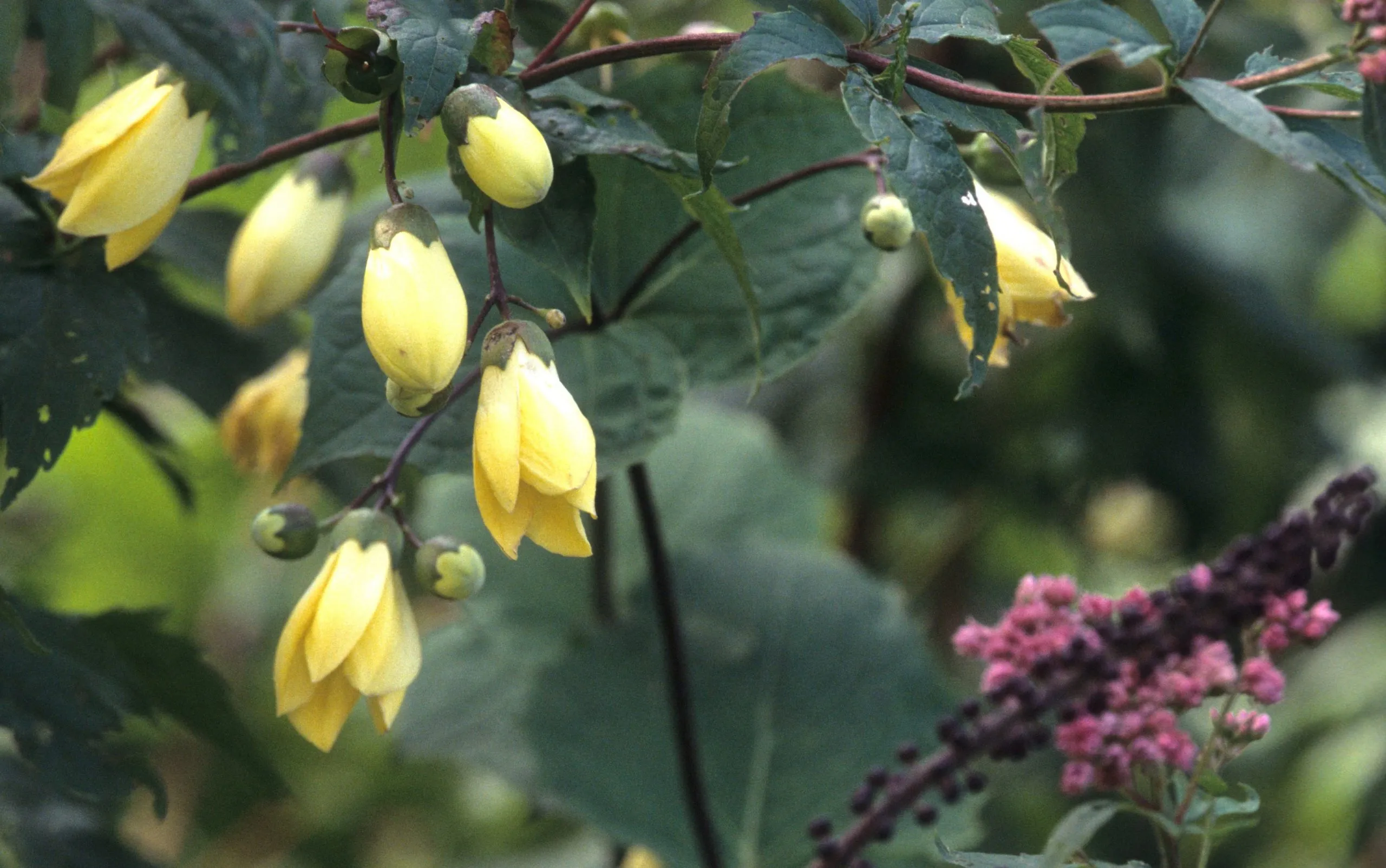 kirengeshoma palmata omslagfoto scaled 1
