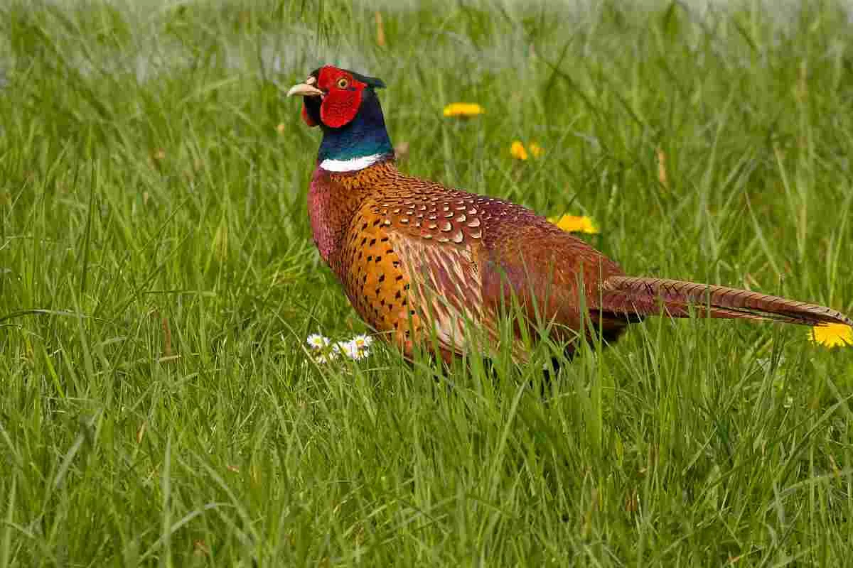 phasianus colchicus 8 fazant saxifraga jan nijendijktif