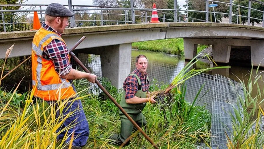 provincie waterplant