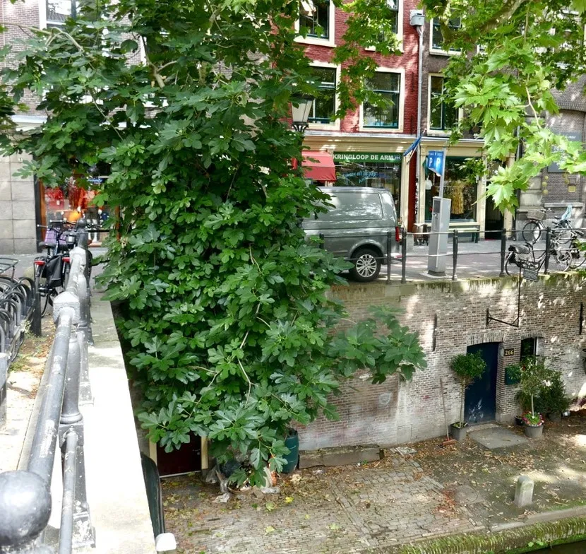 vijg thv oudegracht 266 2