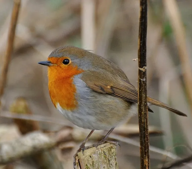 16239723926 e7e1a0a3c2 z