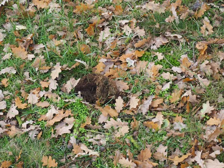 afgewaaid nest eikenprocessierups1