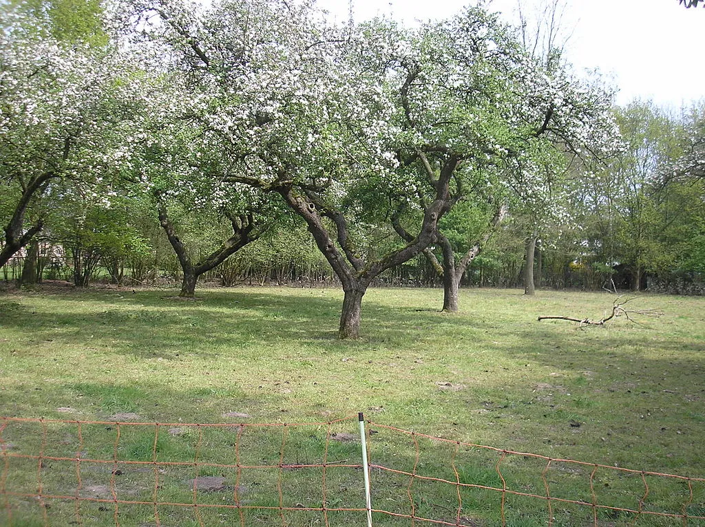 appelboomgaard