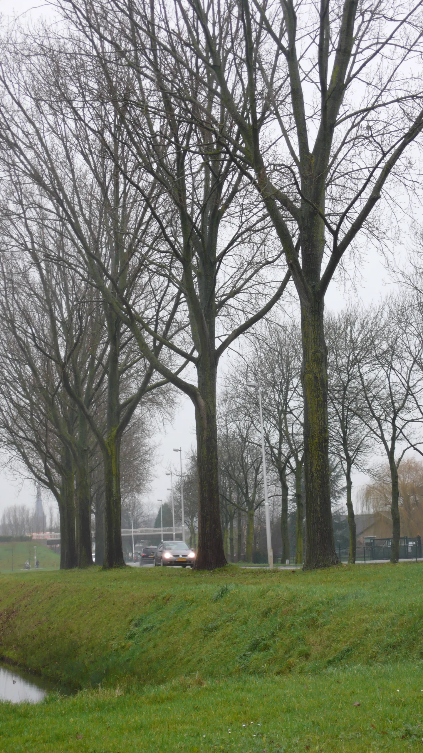 bomen europaweg