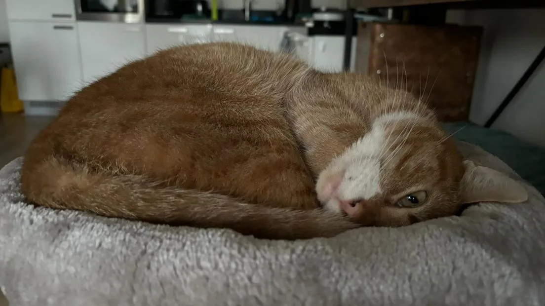 c493b3ec 6bde 3ad8 b1b2 0a42ae50265e