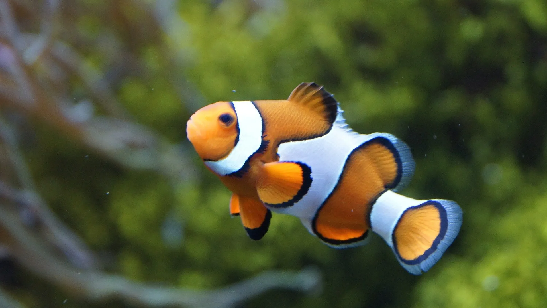 clownfish 426567 1920
