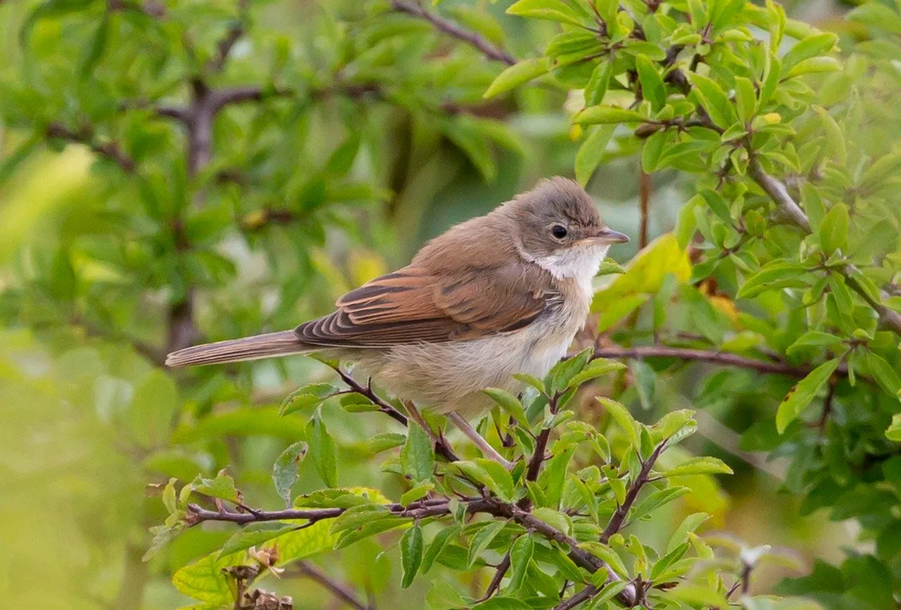 common whitethroat 5473624 1280