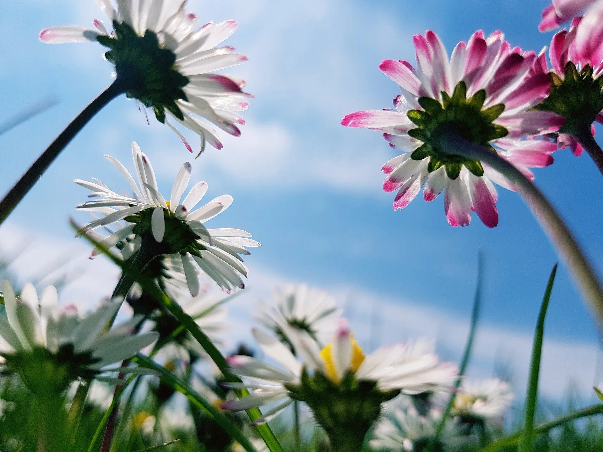 daisies 2388435 1920