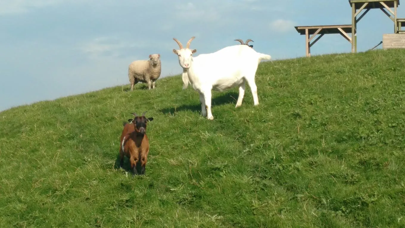 dierenwiede