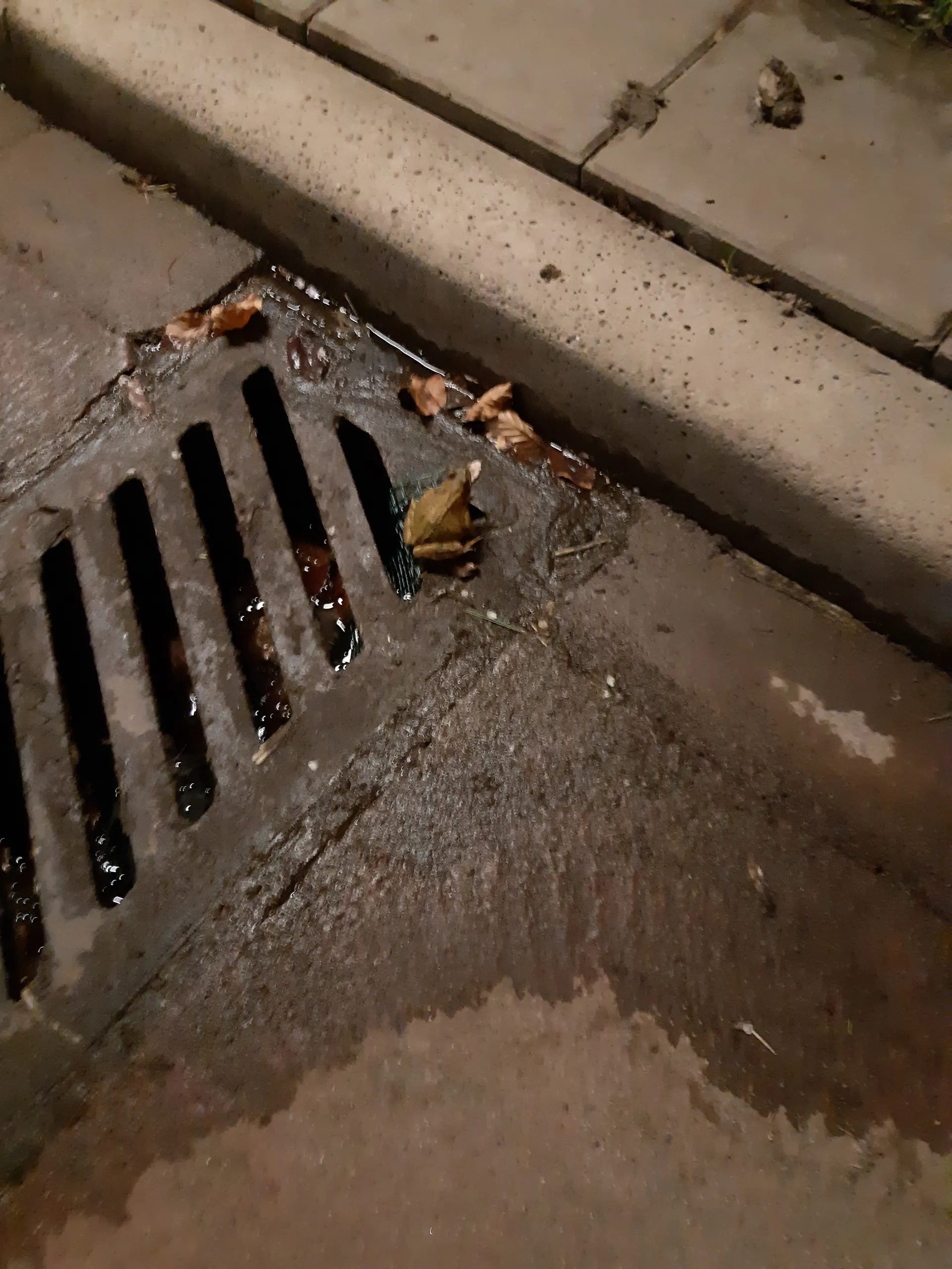 foto 2 uit kolk geredde kikker