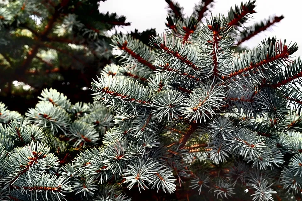 kerstboom