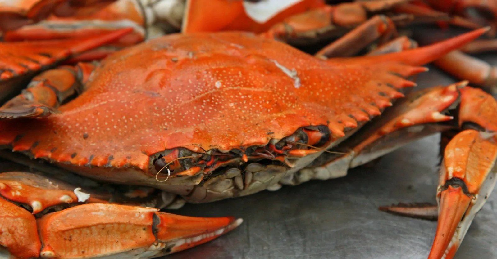 krab
