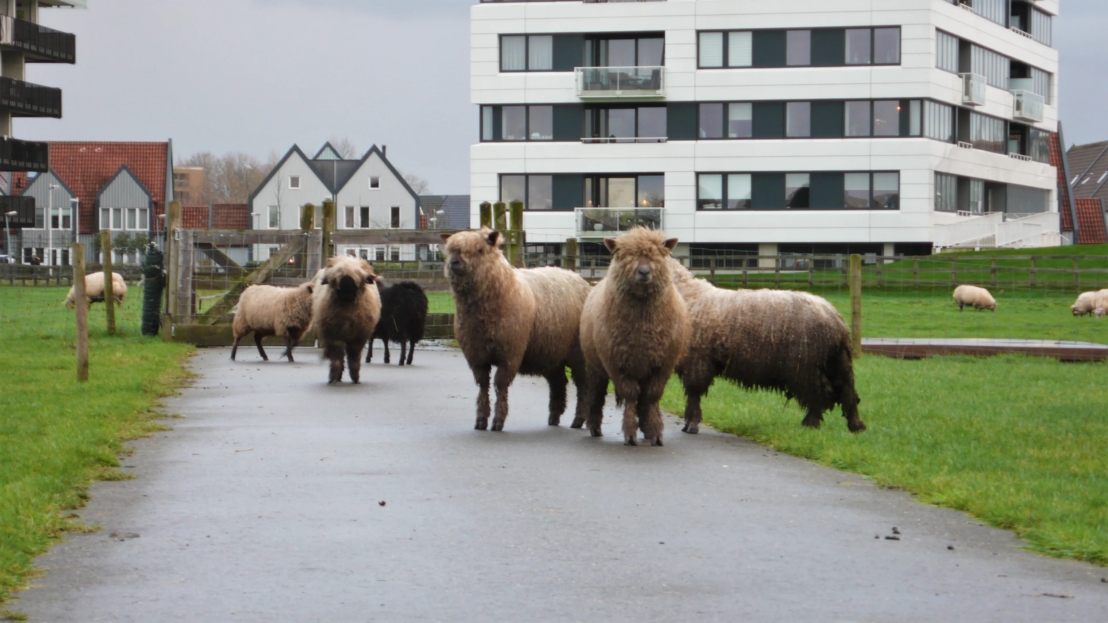 langharige schapen tele