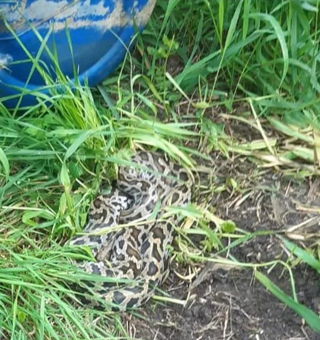 python2