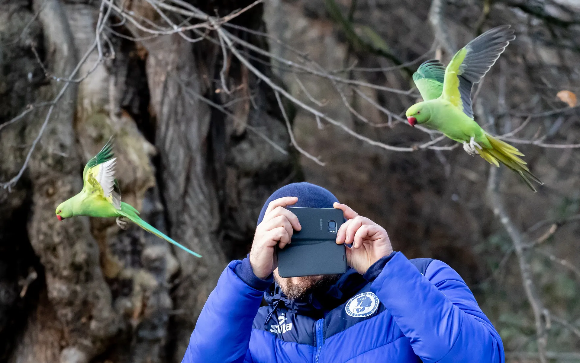 ring necked parakeet in flight 4831151 1920