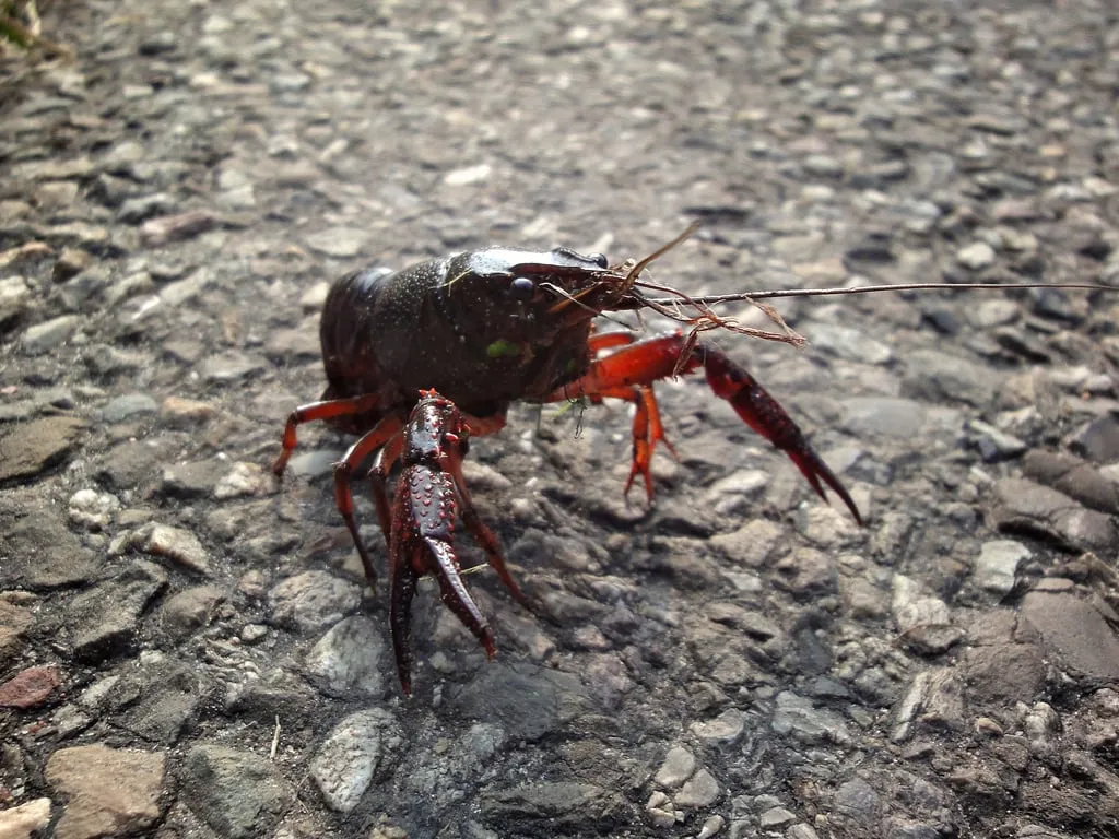 rivierkreeft