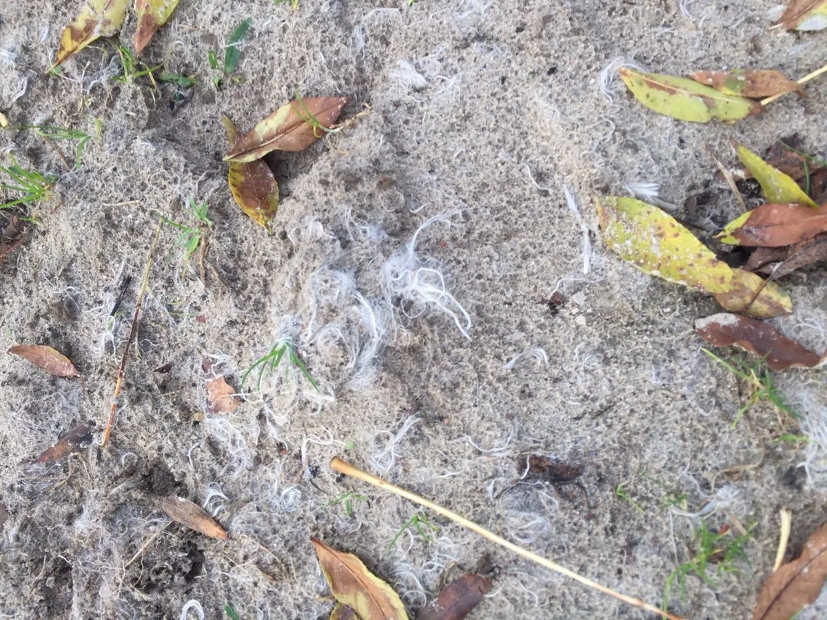 ruiterpad maximapark