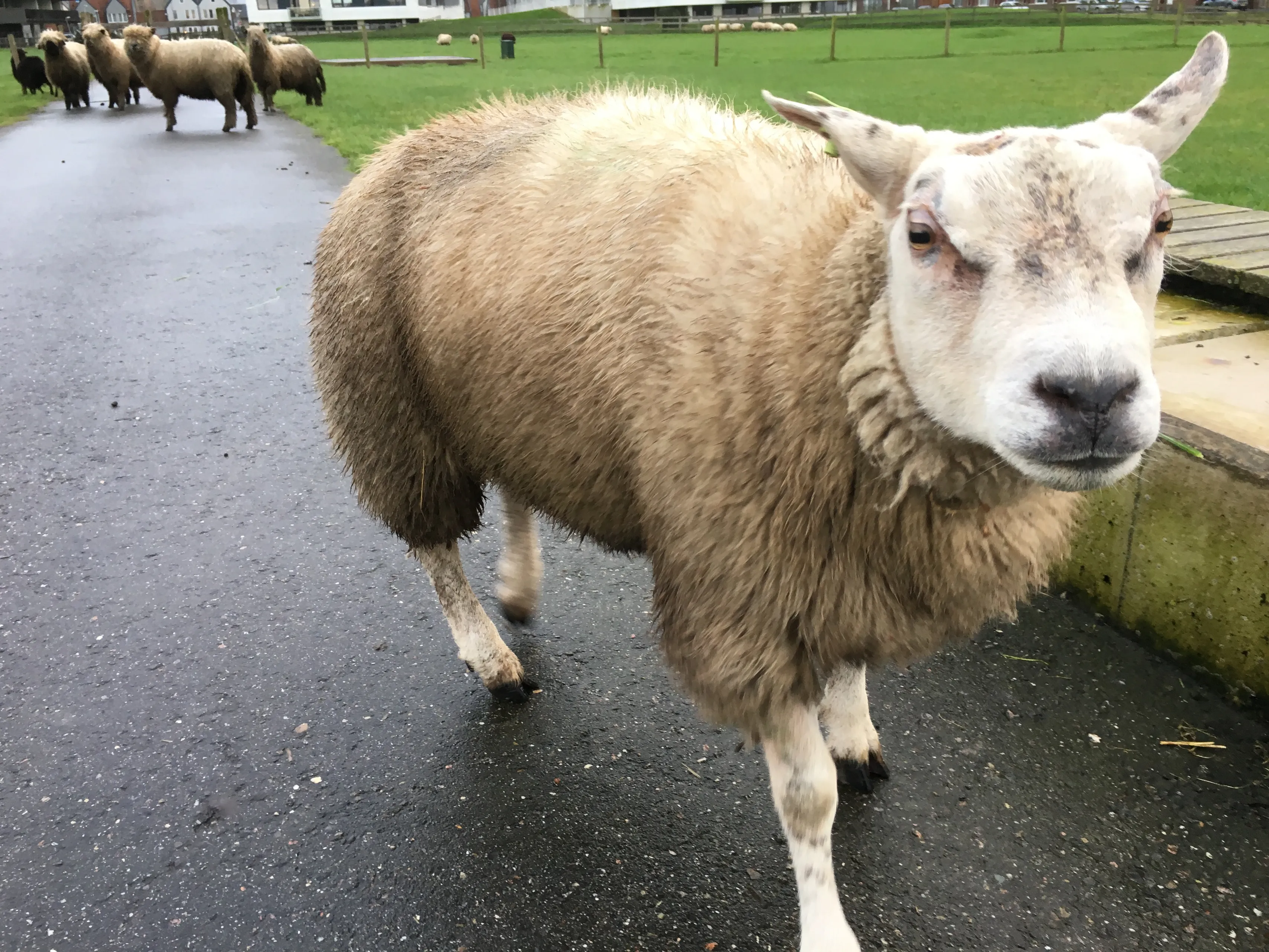 schaapsportret close