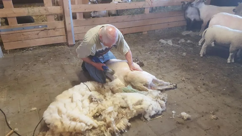 schaapsscheerder 2020