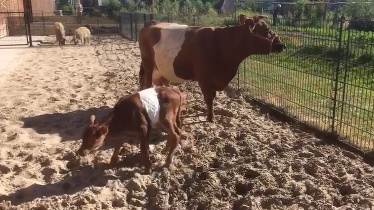 schermafdruk 2018 07 04 153515