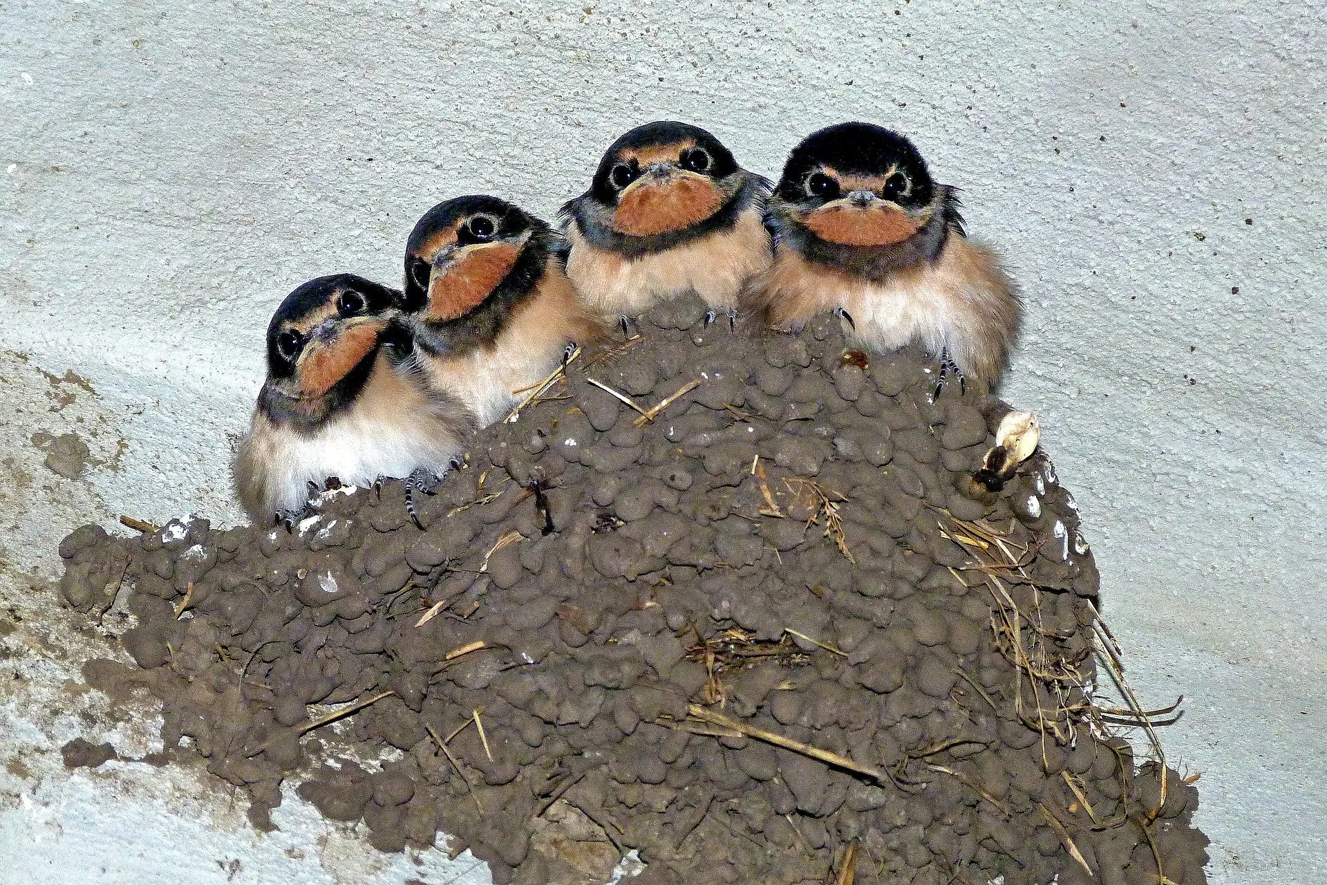 swallows 176140 1920