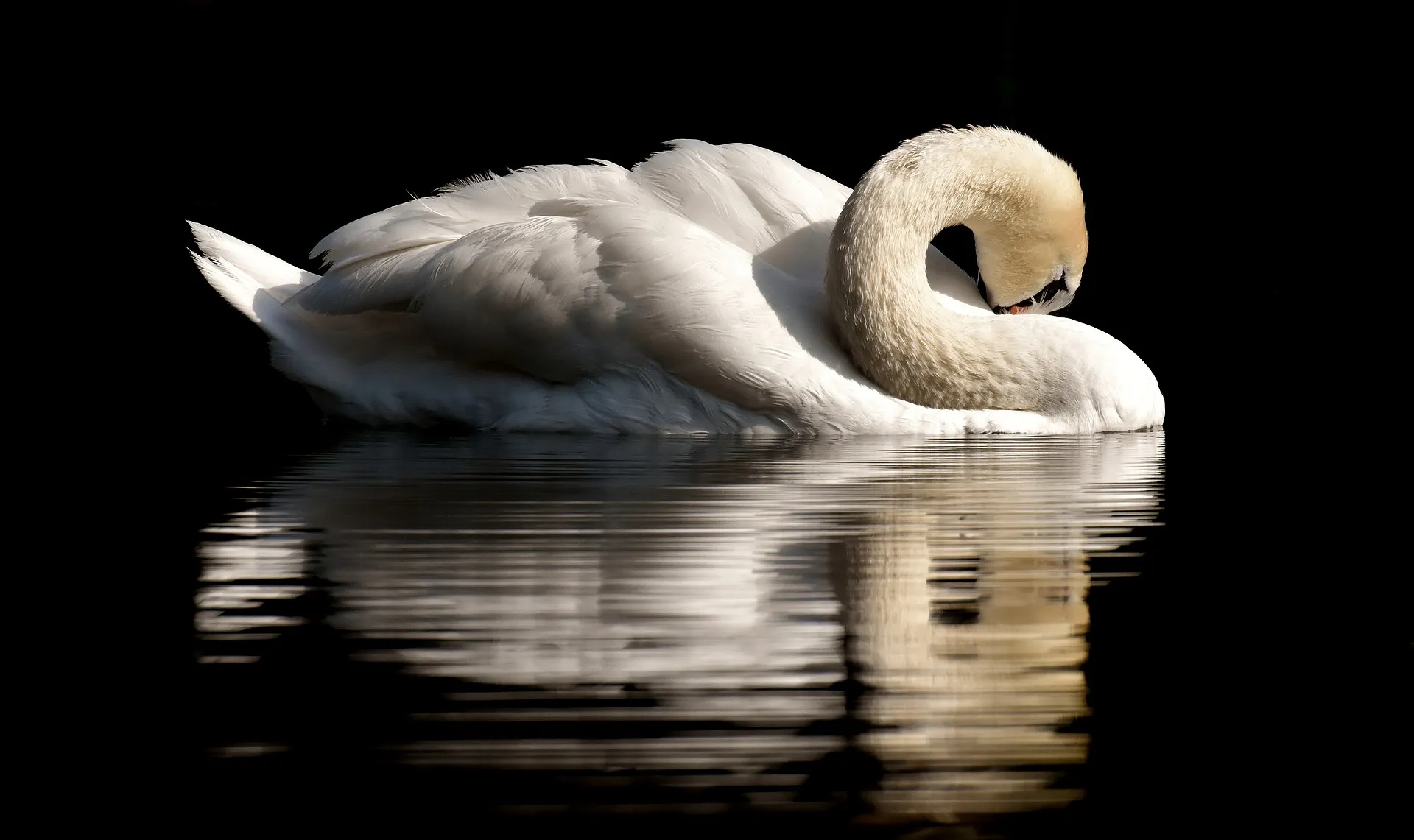 swan g6575fe014 1920