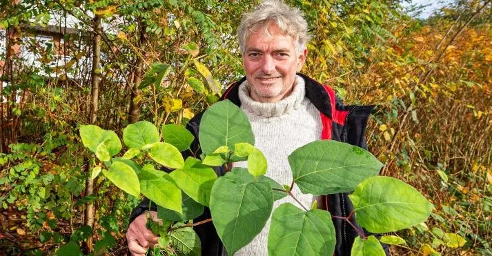 theo portegijs japanse duizendknoop 0013