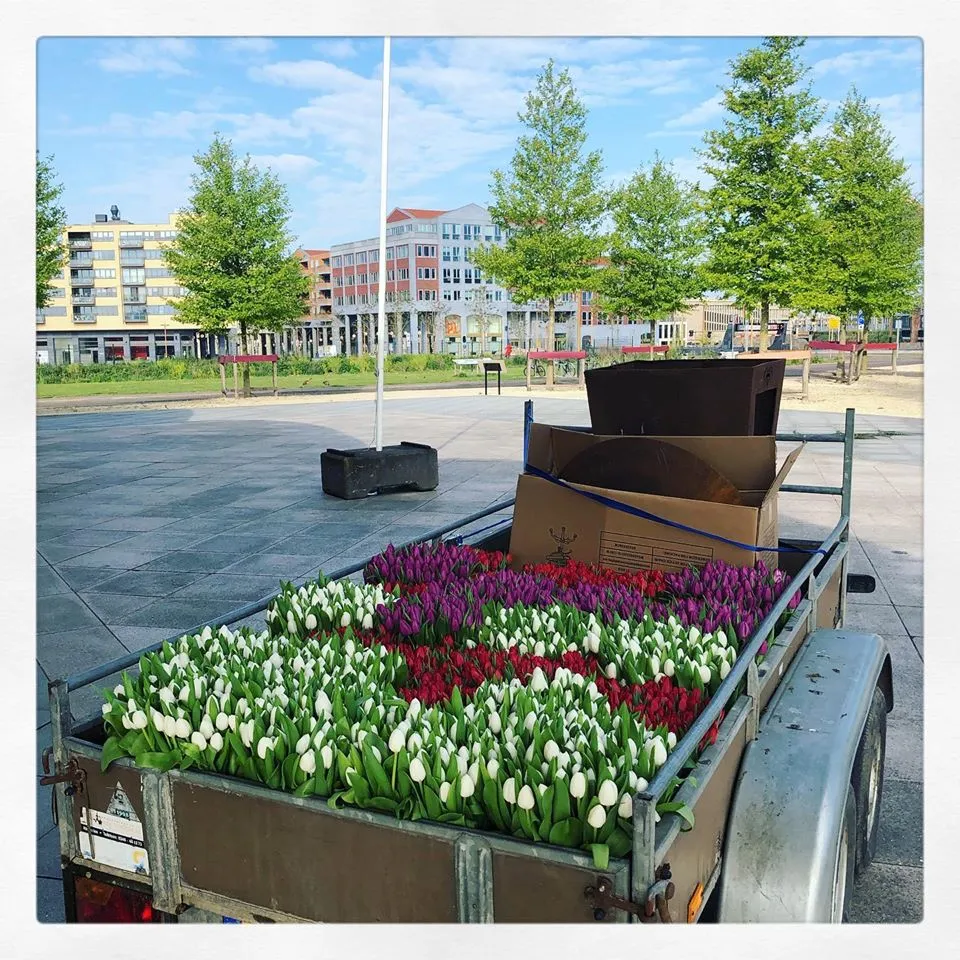 tulpen dodenherdenking