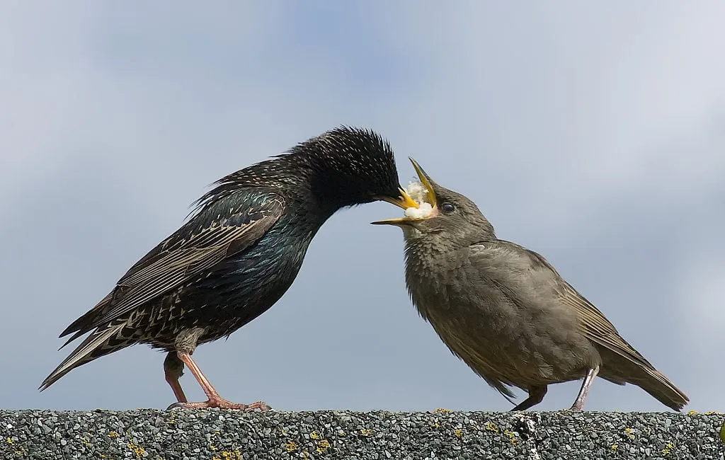 vogels