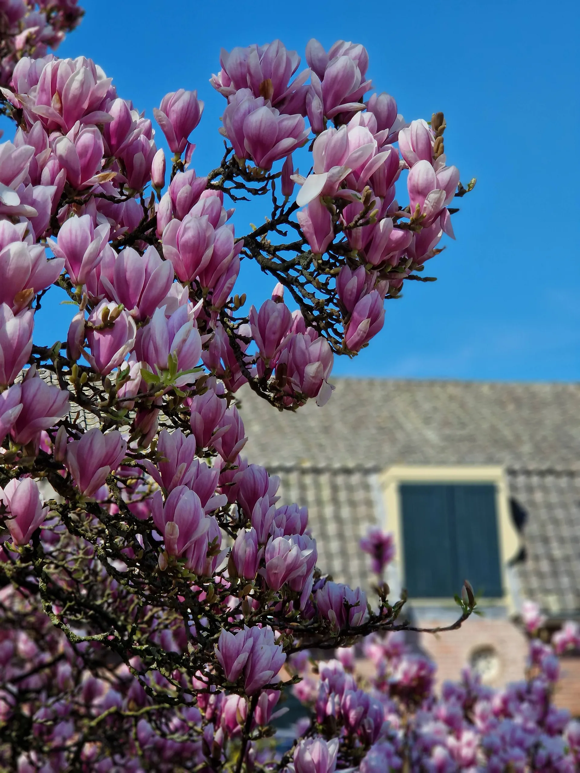 bloesem