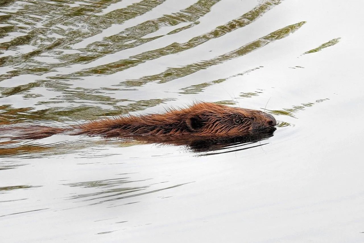 beaver 3204240 1280