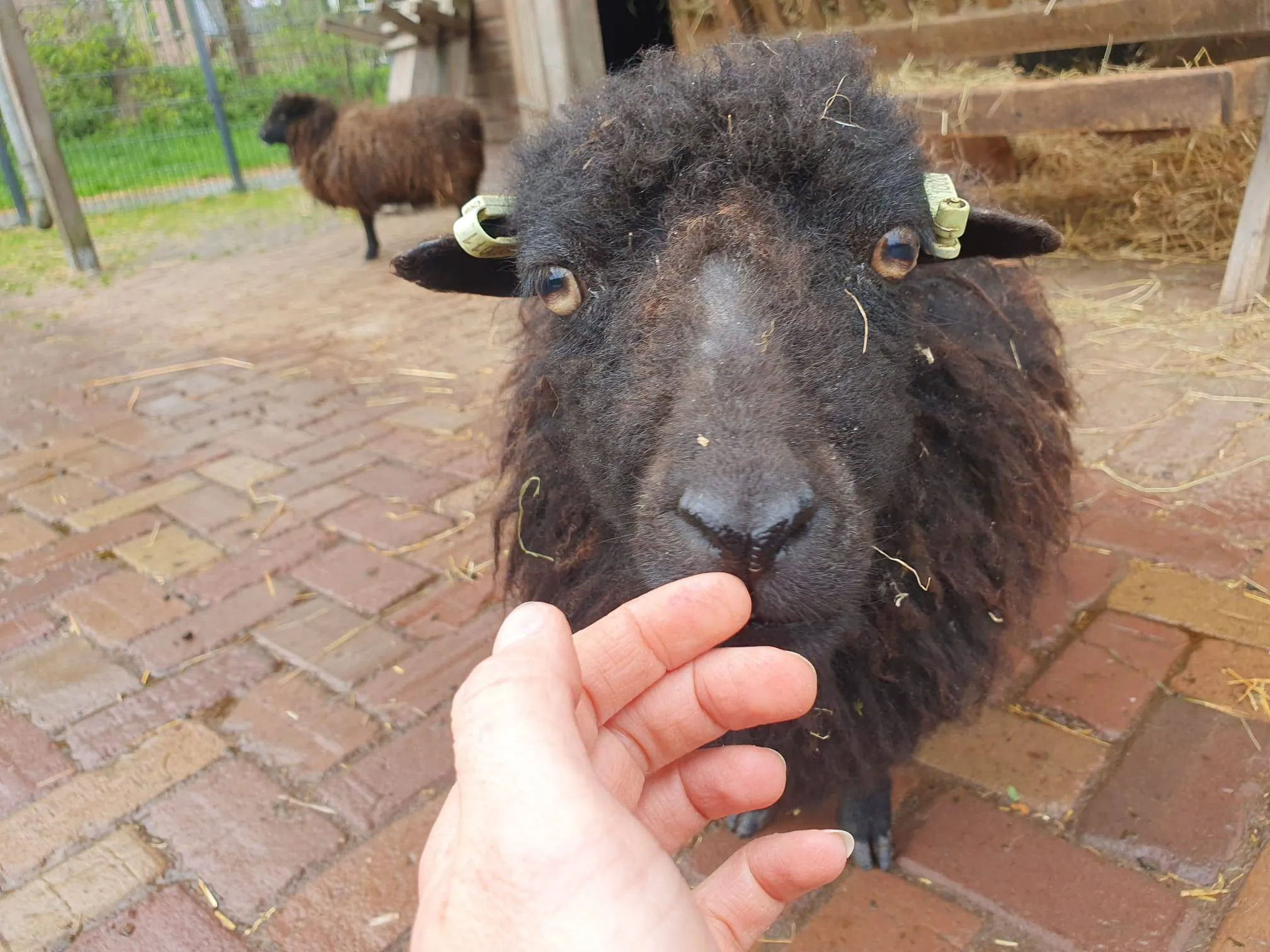 Open dag dierenweide de Kraal