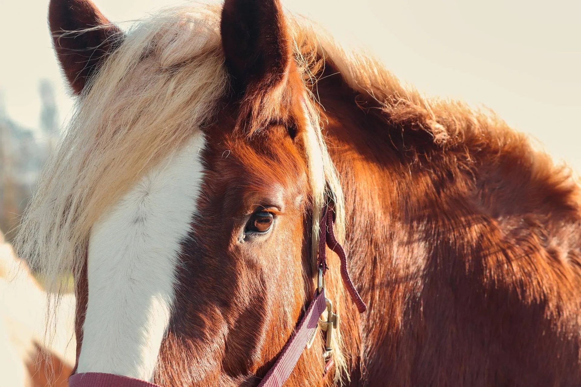 manfredrichter-horse-7725182_1920