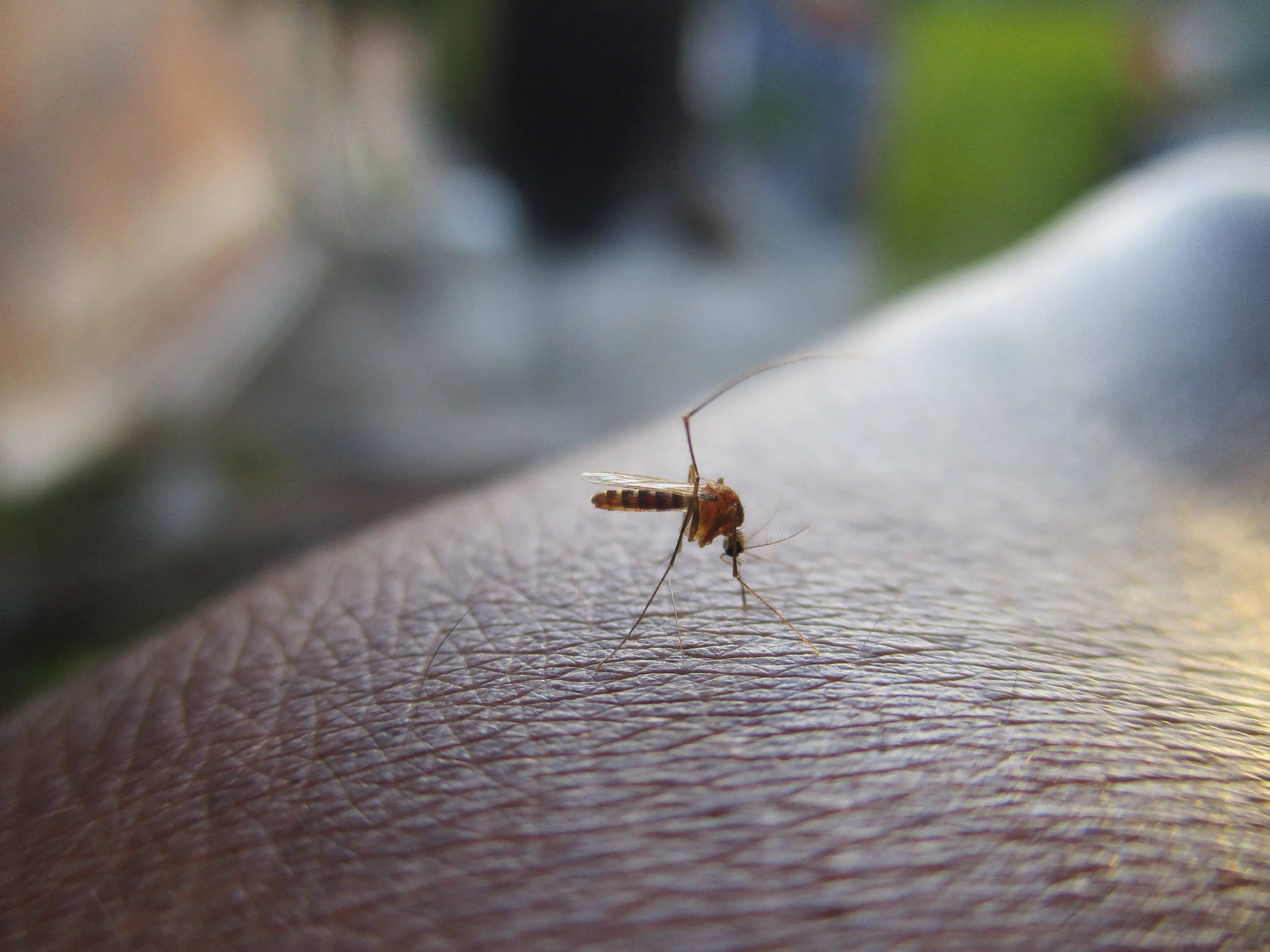 himasrafeek-mosquito-2566773