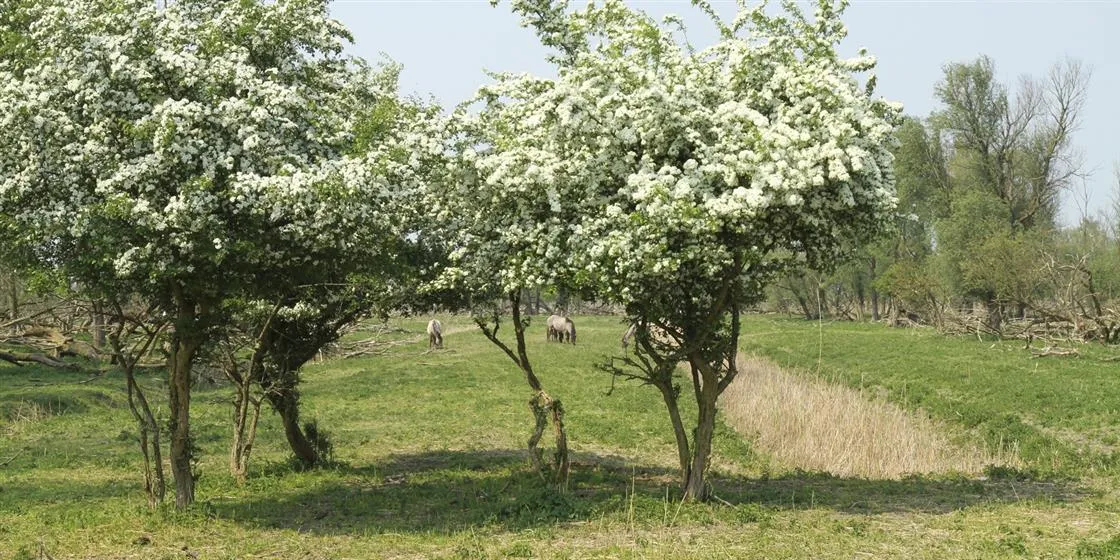 aanleg bos weidelandschap oostvaardersplassen