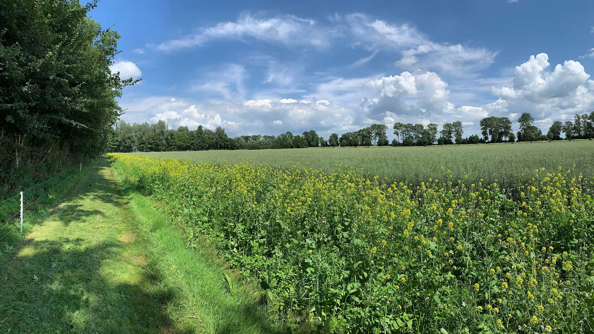 akker groen prov flevoland