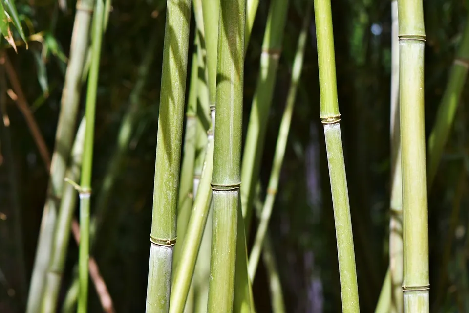 bamboo pixabay
