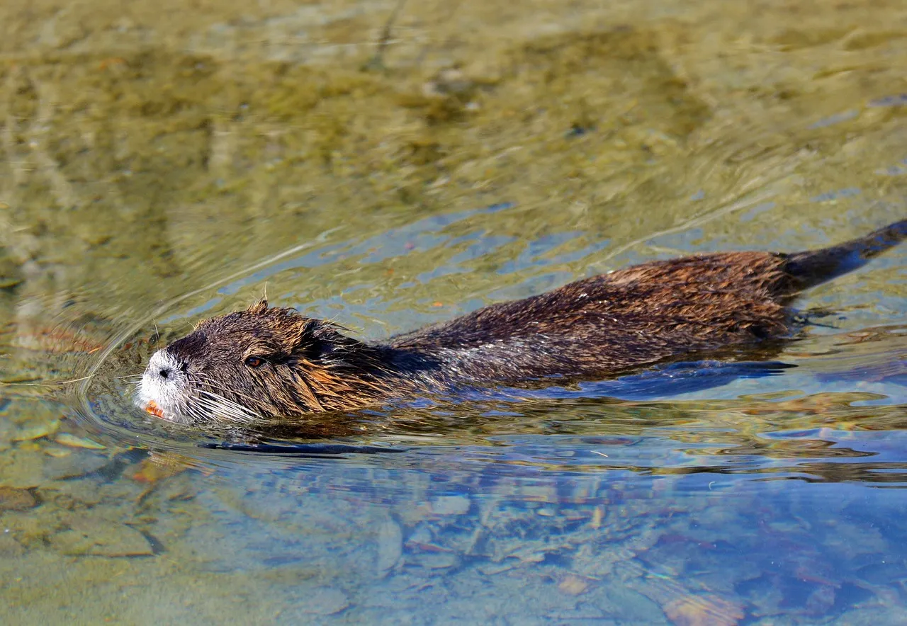 bever ralph via pixabay