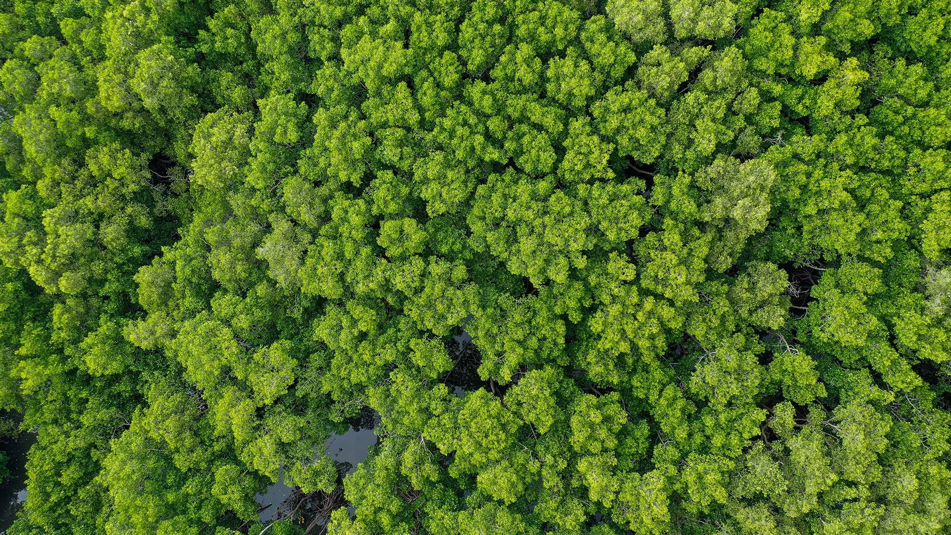 bomen prov flevoland