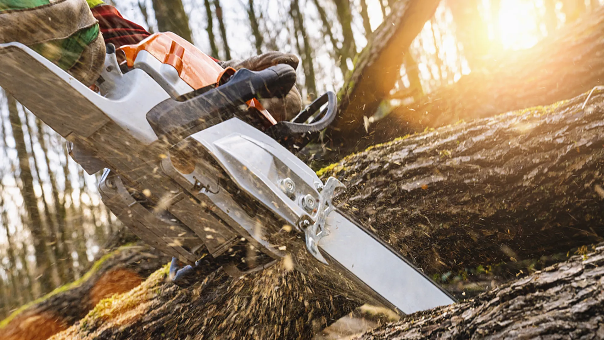 bomenkap in flevoland 1