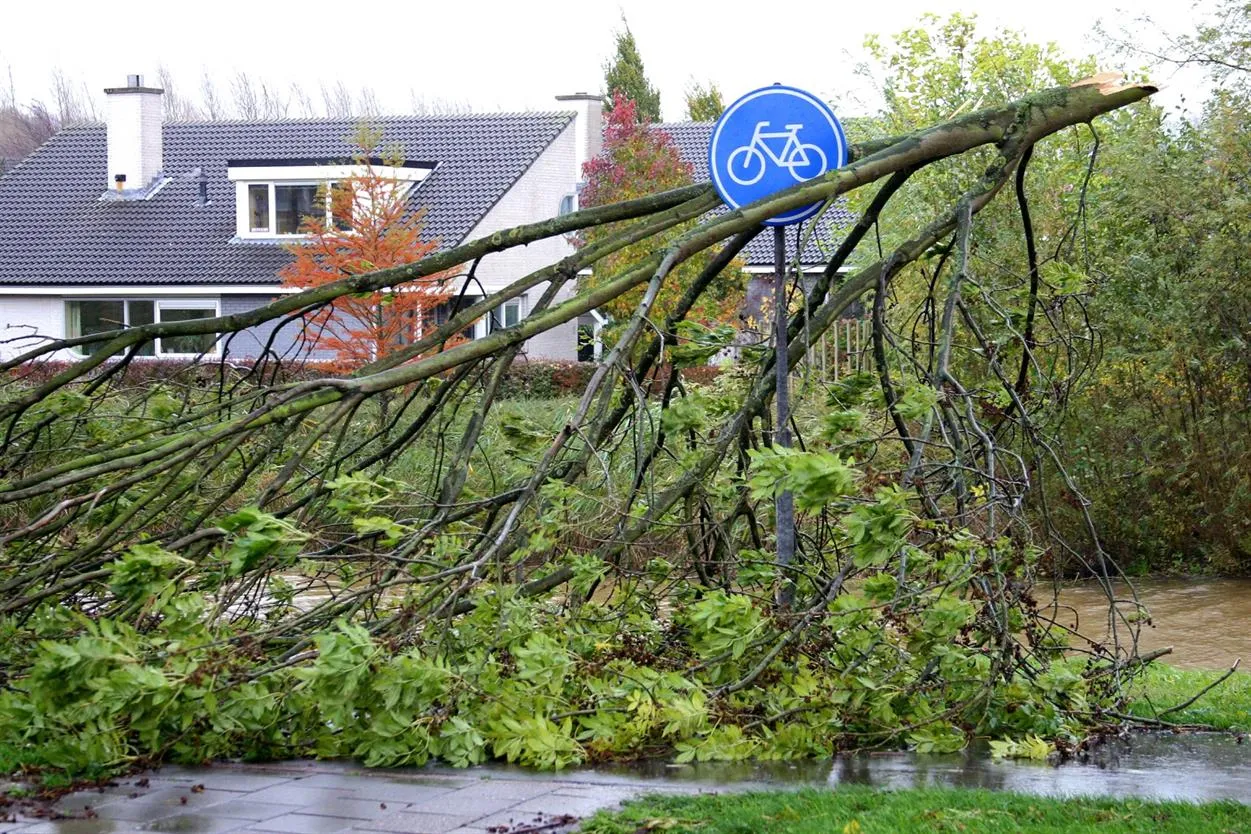 boom na de storm fotostudio wierd
